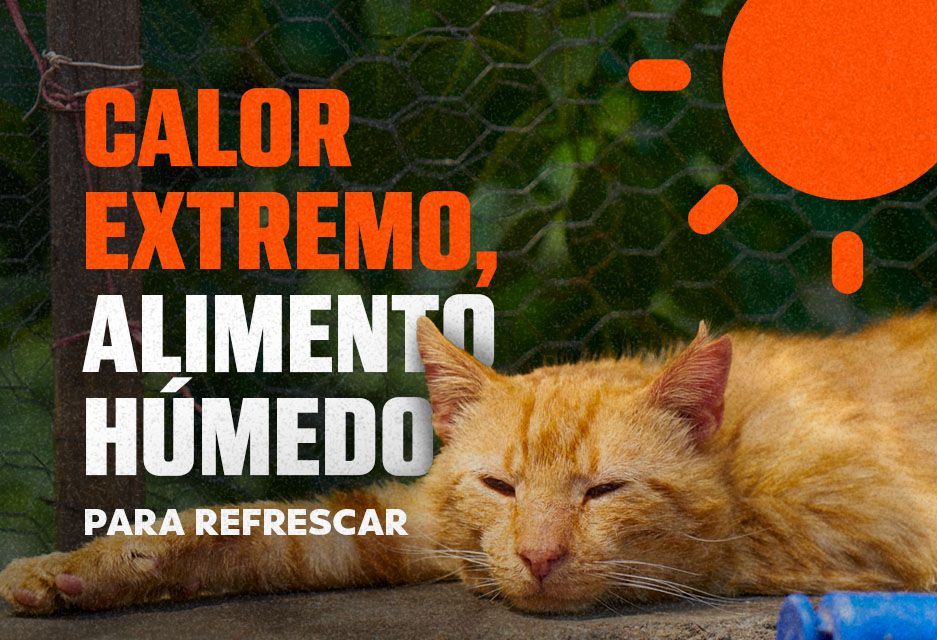 Calor extremo, alimento húmedo para refrescar